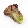 DISPLAY VEGETABLE - LEAF LETTUCE - ASSORTED - EFAY # 560201